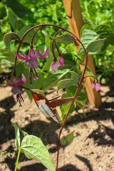 Hummingbird on Fuchsia Pick | Hand-Painted