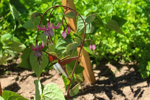 Hummingbird on Fuchsia Pick | Hand-Painted