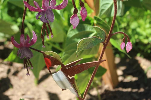 Hummingbird on Fuchsia Pick | Hand-Painted